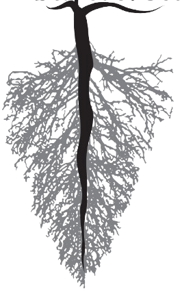 Bodega la Araucaria logo recortado