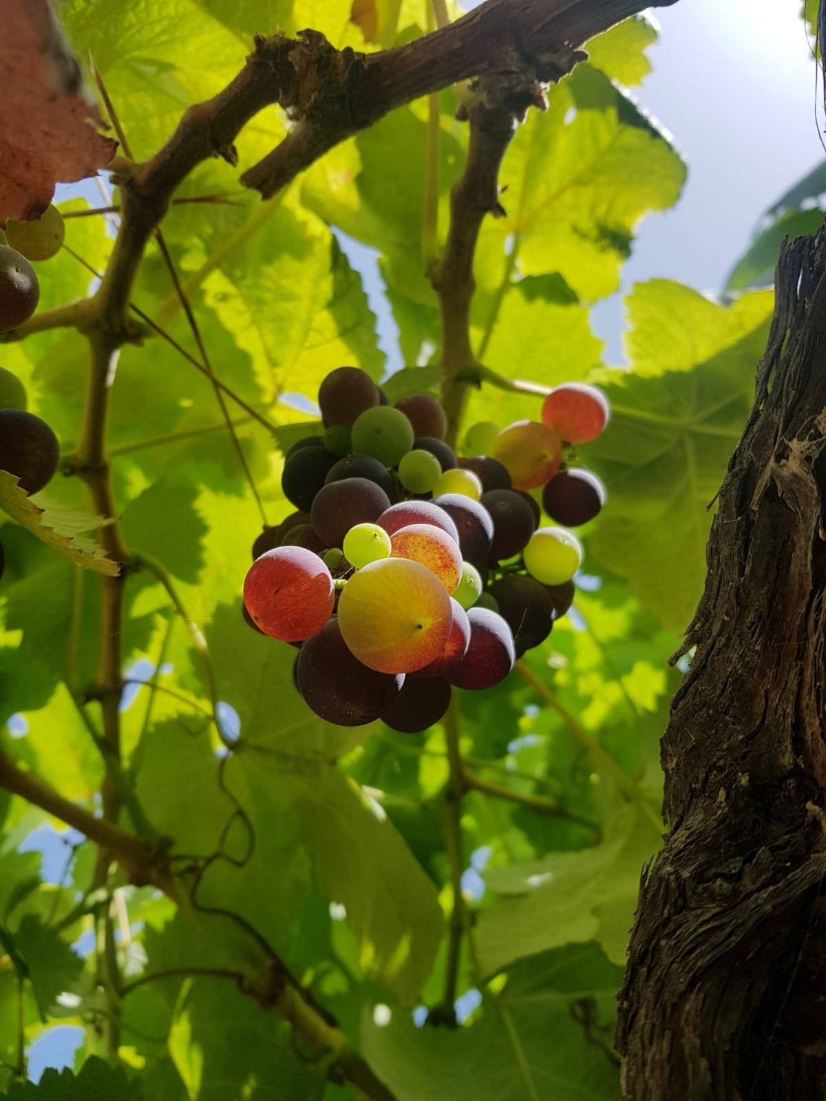 Vino ecológico en la Orotava, Canarias